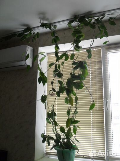 Восковой цветок хойя