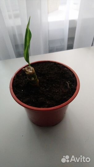 Аглаонема Мария