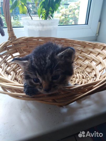 Отдам в добрые руки