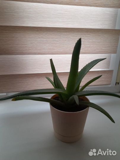 Лечебный алоэ вера 3х летний