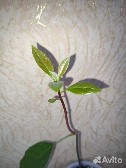 Авокадо растение