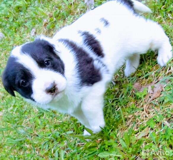 Щенки лабрадора-ретривера помесь