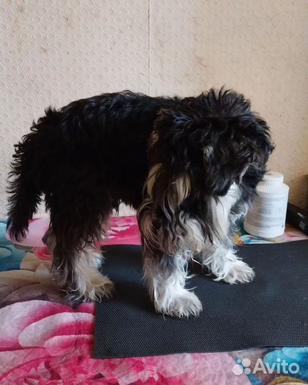 Уход за животными