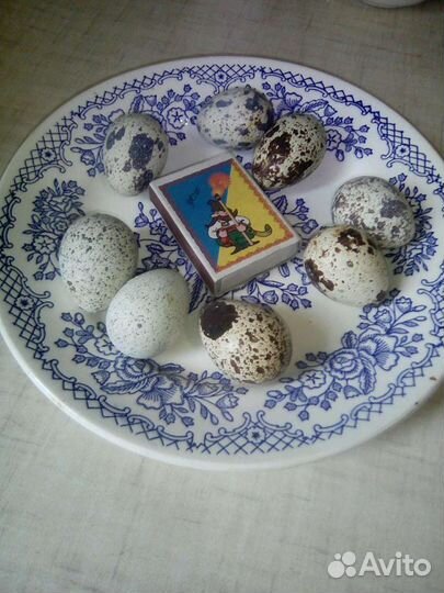 Домашние перепелиные яйца