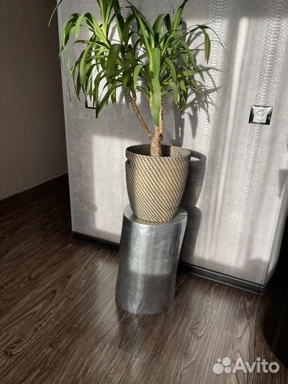 Продам интерьерный пень