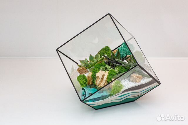 Флорариум суккуленты