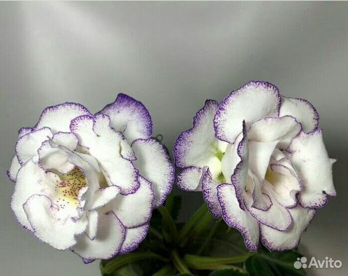 Детки Глоксиний