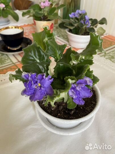 Цветущие фиалки в горшках