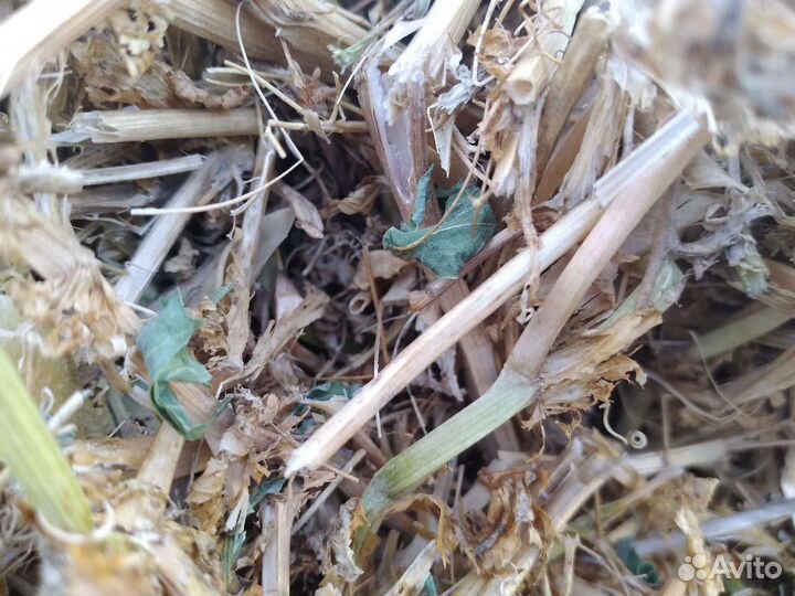 Солома пшеничная в тюках 2023