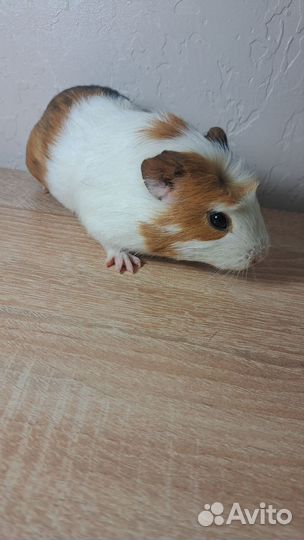 Морская свинка