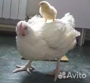 Цыплята бройлер(1-45д). Куры несушки.Петухи.Мулард