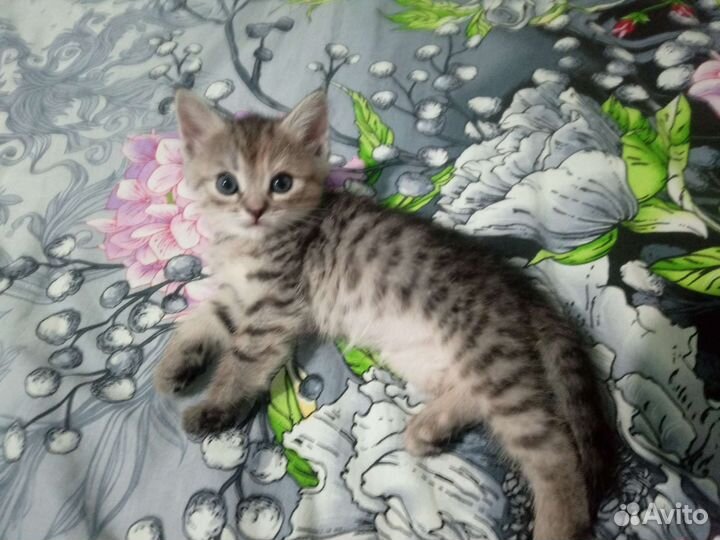 Отдам бесплатно