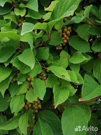 Саженцы китайского лимонника