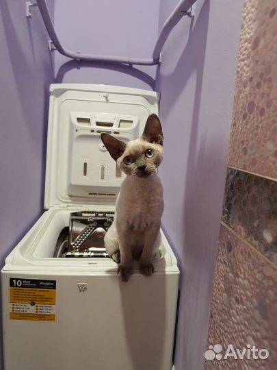 Девон-рекс вязка