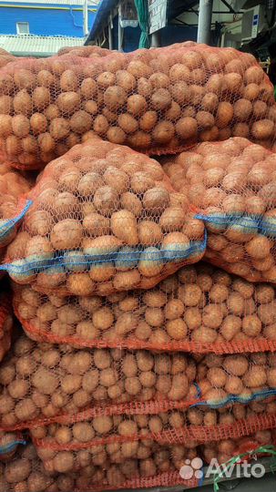 Семенной картофель сорт гала