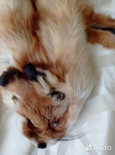 Шкуры лисы