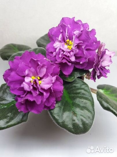 Фиалки сортовые детки