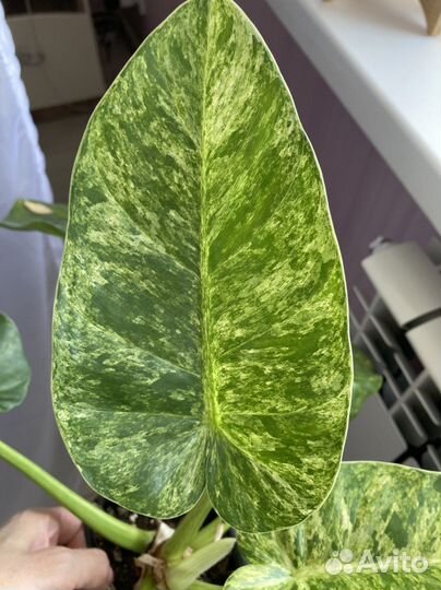 Филадендрон гигантум варигатный