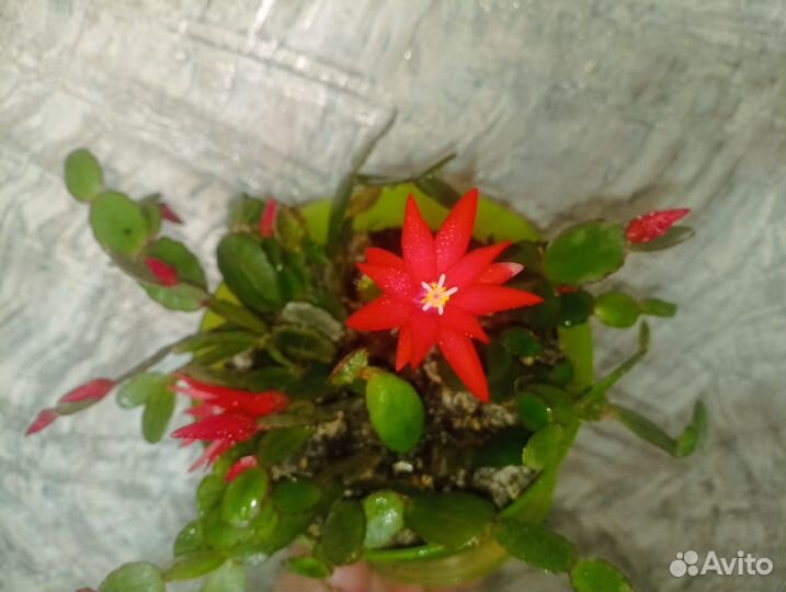 Рипсалидопсис (пасхальник) летний декабрист