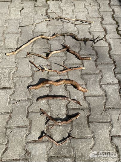 Сухие ветки для декора