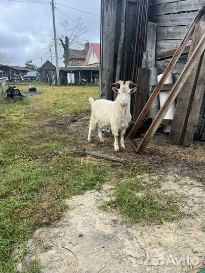 Козел зааненский