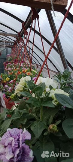 Растения для сада