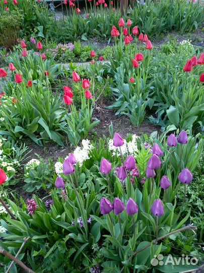 Тюльпаны на срезку