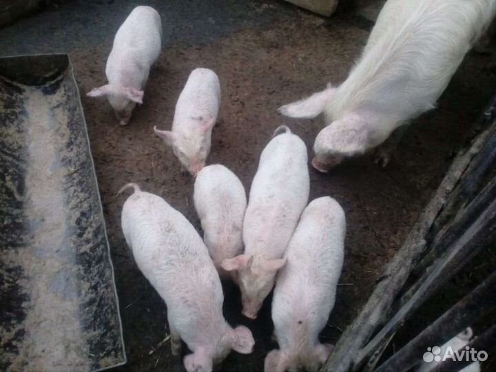 Поросята