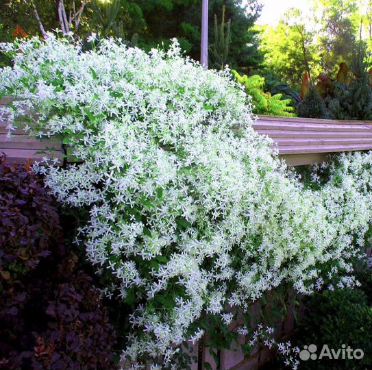 Княжек,климатис,Каприфоль,девичий виноград