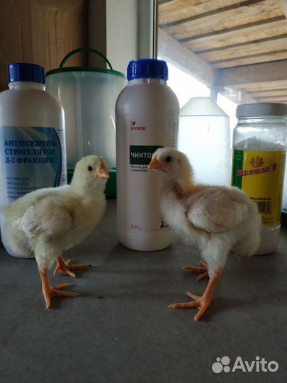 Цыплята бройлеров