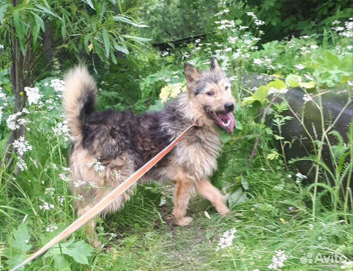 Веня ищет дом