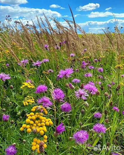 Полезные растения