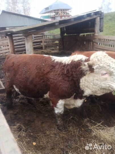 Быки Герефорды