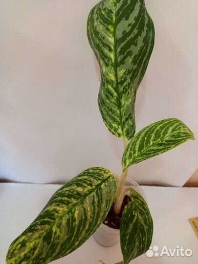 Аглаонема голден мадонна