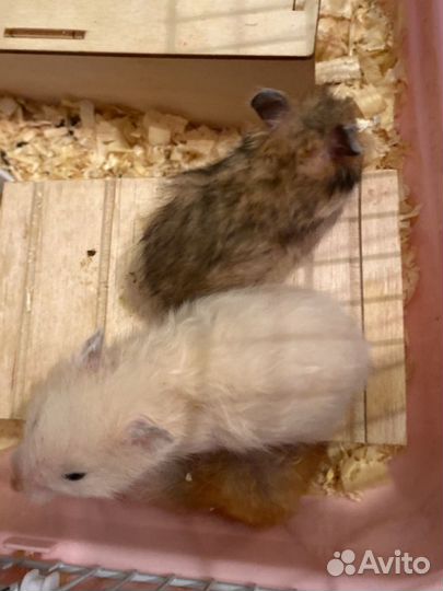 Сирийский хомяк