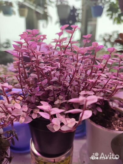 Каллизия розовая