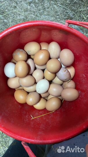 Домашние куриные яйца