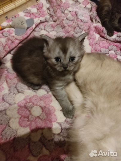 Котята в добрые руки бесплатно