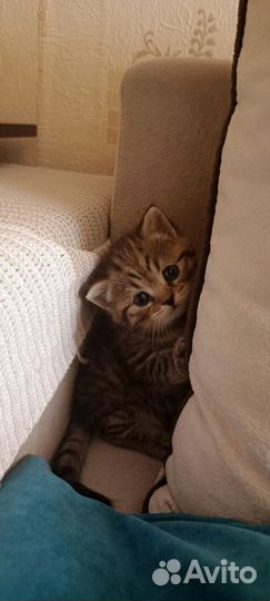 Шотландский кот