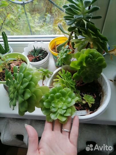 Комнатные растения суккуленты