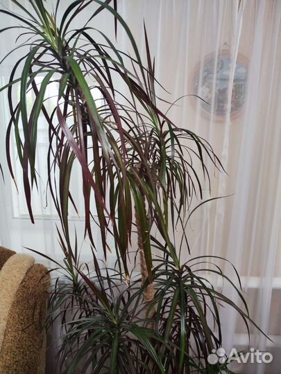 Пальма драцена