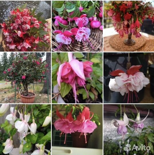 Фуксии сортовые