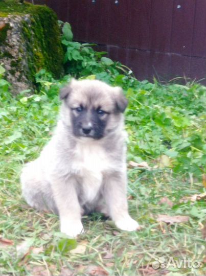 Щенки дворняжки в добрые руки