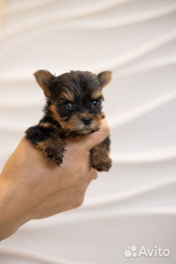Йоркширский терьер мини беби фейс щенки