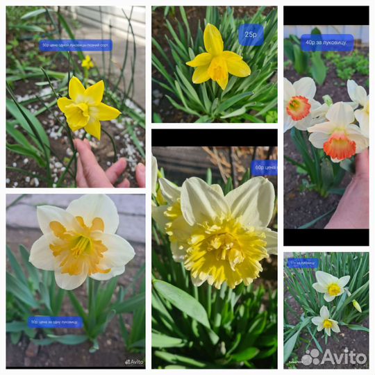 Луковицы нарциссов,Гортензия белая