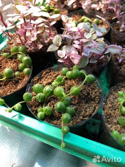 Крестовник роули и Коллизия