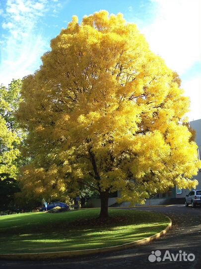 Ясень обыкновенный саженцы