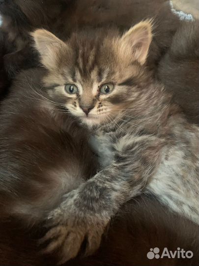 Британские котята