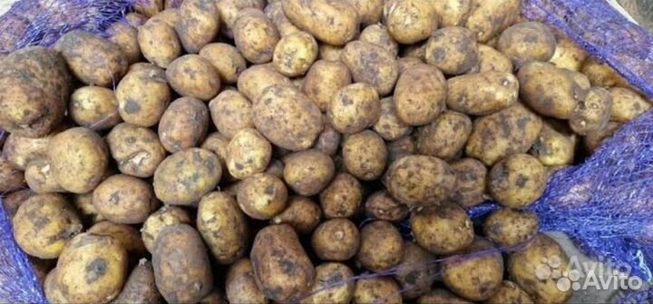 Картофель оптом