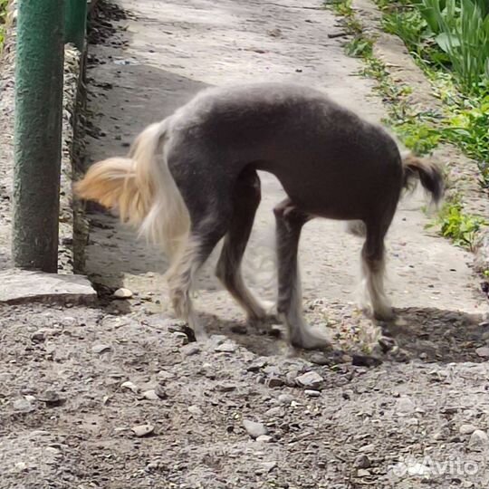 Маленькие собаки